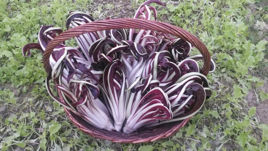 Radicchio